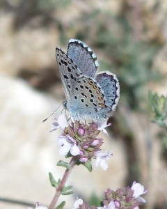 Azuré du thym Pseudophilotes baton Aubais Gard (4).JPG