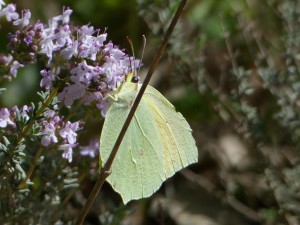 Citron de Provence Gonepteryx cleopatra Aubais Gard (2).JPG