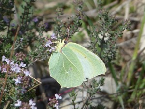 Citron de Provence Gonepteryx cleopatra Aubais Gard (1).JPG