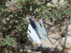 Marbré de Cramer Euchloe crameri Aubais Gard (1).JPG