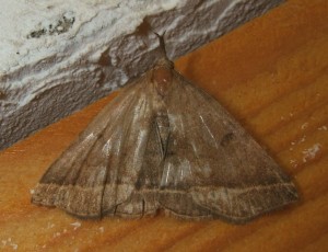 Noctuidae Herminiinae 2009.06.25 (1p%).JPG