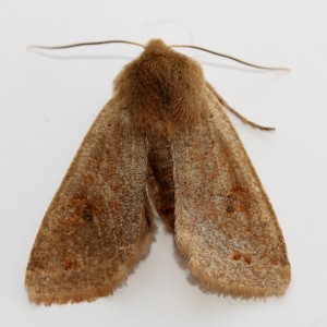 Copie de IMG_8237.jpg