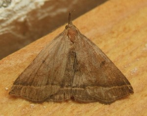 Noctuidae Herminiinae 2009.06.25 (3p%).JPG