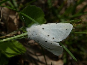 Écaille mendiante Diaphora mendica Villetelle (6).JPG