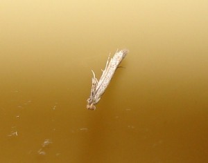 Gracillariidae ou Yponomeutidae.JPG