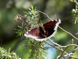 Morio Nymphalis ou Vanessa antiopa Viols en Laval (1).JPG