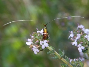 Adèle australe Adela aldrovandella ou australis Viols en Laval (4).JPG