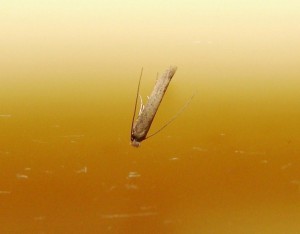 Gracillariidae ou Yponomeutidae (3).JPG