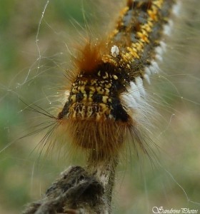 Chenille d'Euthrix potatoria, Bouresse, Poitou-Charentes, 12 avril 2014.jpg