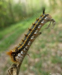 Chenille d'Euthrix potatoria, Bouresse, 12 avril 2014.jpg