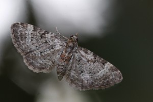 4621 a.jpg