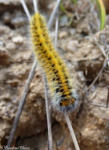 Bombyx du trèfle, Chenille jaune vif, Saulgé (86).jpg