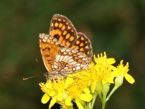 DSC06720.JPG