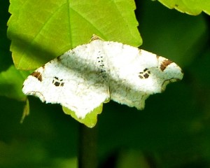 Macaria notata-1.jpg