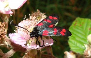 DSC06733.JPG