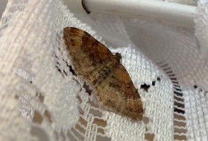 Xanthorhoe-3.jpg