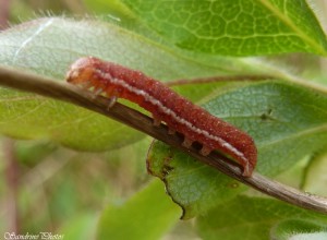 chenille rouge sur plante grimpante, Bouresse, Poitou-Charentes, 26 avril 2014 (4).jpg