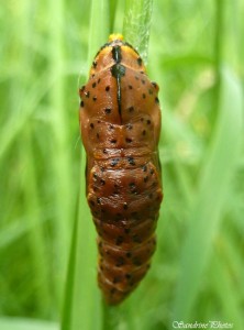 Chrysalide accrochée à un brin d'herbe, Bouresse, Poitou-Charentes, 26-04-2014 (1).jpg