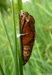 Chrysalide accrochée à un brin d'herbe, Bouresse, Poitou-Charentes, 26-04-2014 (2).jpg