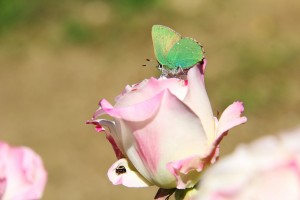 Callophrys rubi-3894.JPG