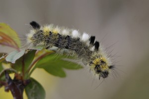 Dicallomera fascelina.jpg