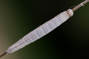 Brintesia circe (1.jpg