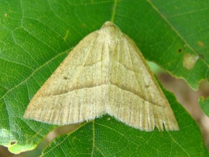 Petrophora chlorosata.JPG