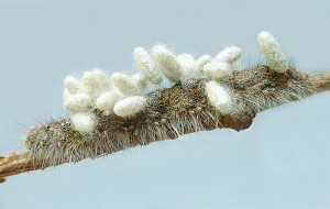 chenille (1).JPG