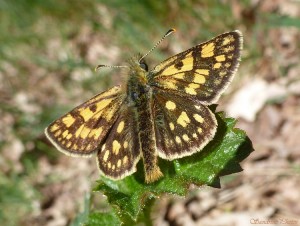 Hespérie échiquier, Papillon de jour, Les landes de Sainte Marie-Saulgé, Poitou-Charentes.jpg