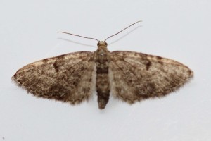 IMG_3000_modifié-1.jpg