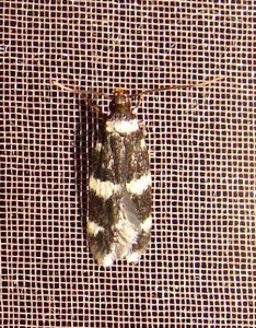 Oegoconia deauratella (3).JPG