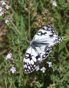 Échiquier d'Occitanie Melanargia occitanica Aubais (4).JPG