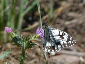 Échiquier d'Occitanie Melanargia occitanica Aubais (2).JPG