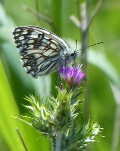 Échiquier d'Occitanie Melanargia occitanica Aubais (1).JPG