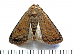 IMG_3094_modifié-1.JPG