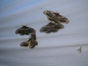 IMGP2212.JPG