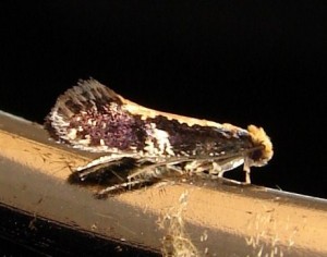 Monopis obviella (3).JPG