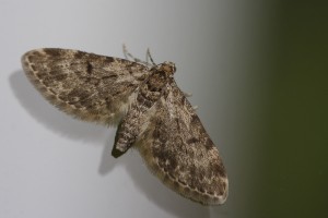 Eupithecia tantillaria 04052014 Limoges (87).jpg