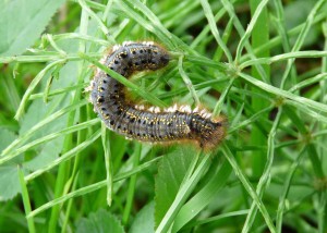 Chenille à identifier - PPC.jpg