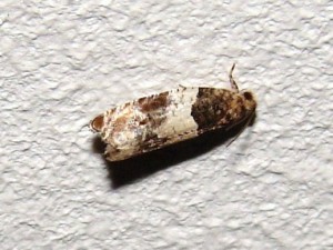 Notocelia incarnatana (3).JPG