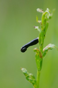 Coleophora vibicelle-ROTH2331.JPG