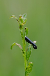 Coleophora vibicella-ROTH2330.JPG