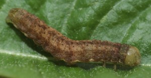 chenille trouvé dans herbe devant véranda 2014.05.13 (4p).jpg