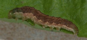 chenille trouvé dans herbe devant véranda 2014.05.13 (12p).jpg