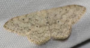 3638... Idaea seriata 2014.05.10 (p).jpg