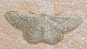 3645 Idaea subsericeata 2014.05.10 (3p).jpg