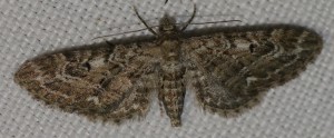 Eupithecia abbreviata ou pusillata... 2014.05.10 (p).jpg
