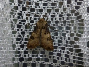 agrotis-puta.jpg