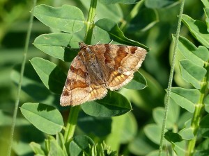 euclidia-glyphica-2014-05-16-1-2.jpg