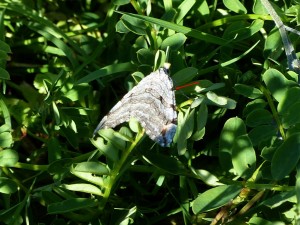 aplocera-2014-05-16-1-1.jpg